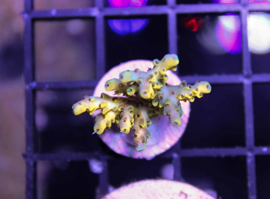 Frag Box Corals