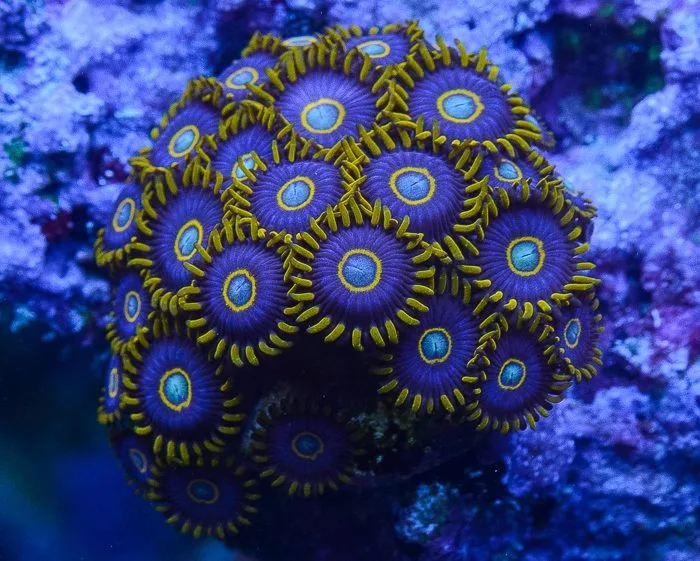 Frag Box Corals