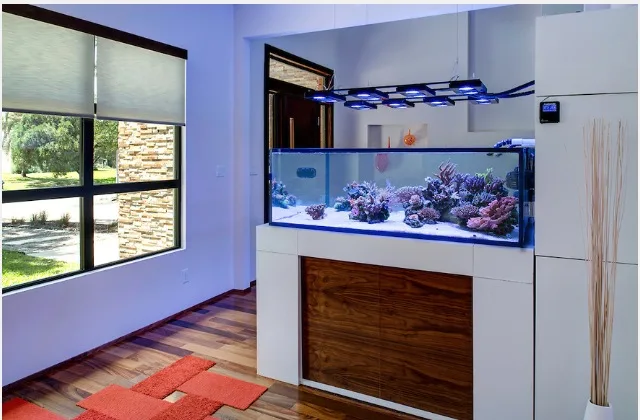 Frag Box Corals