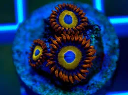Frag Box Corals
