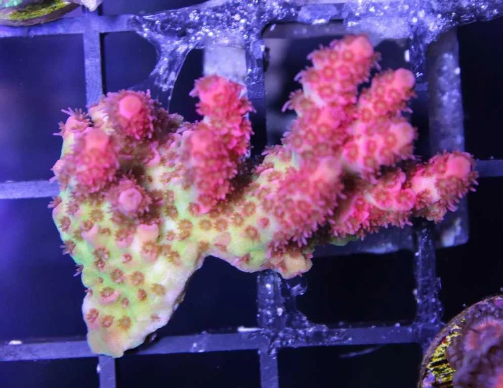 Frag Box Corals