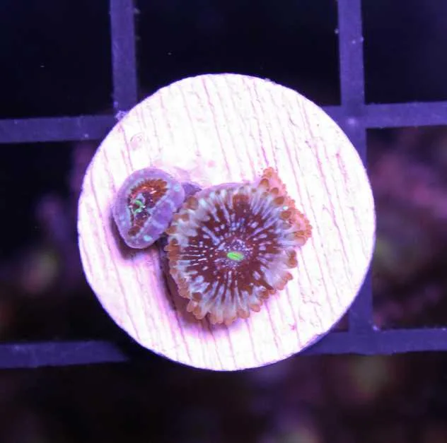 Frag Box Corals
