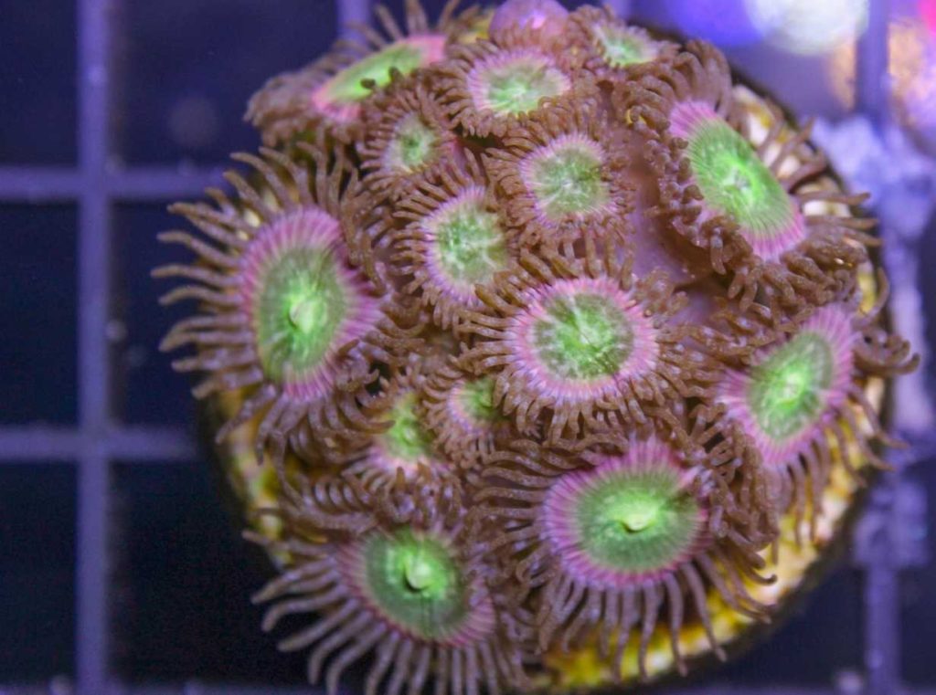 Frag Box Corals