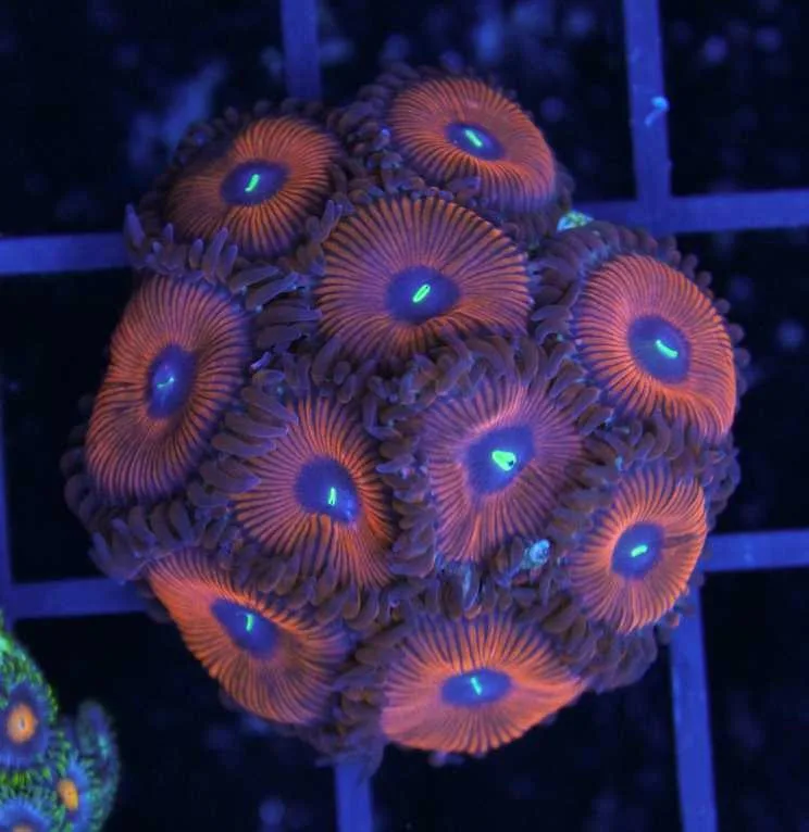 Frag Box Corals