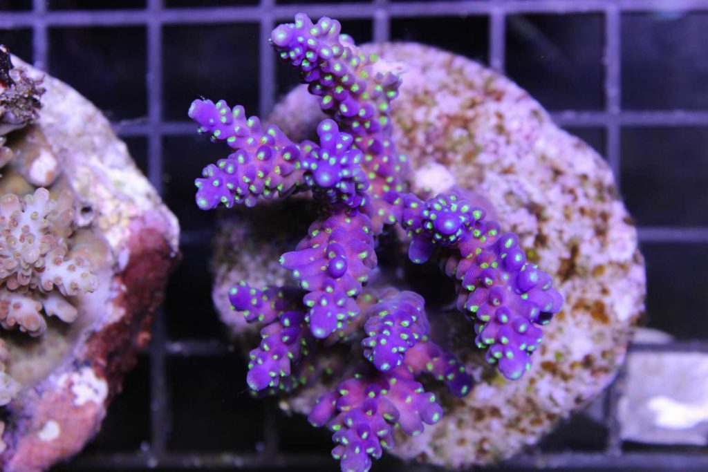 Frag Box Corals