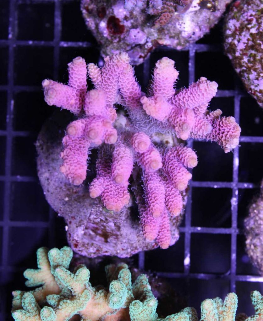 Frag Box Corals