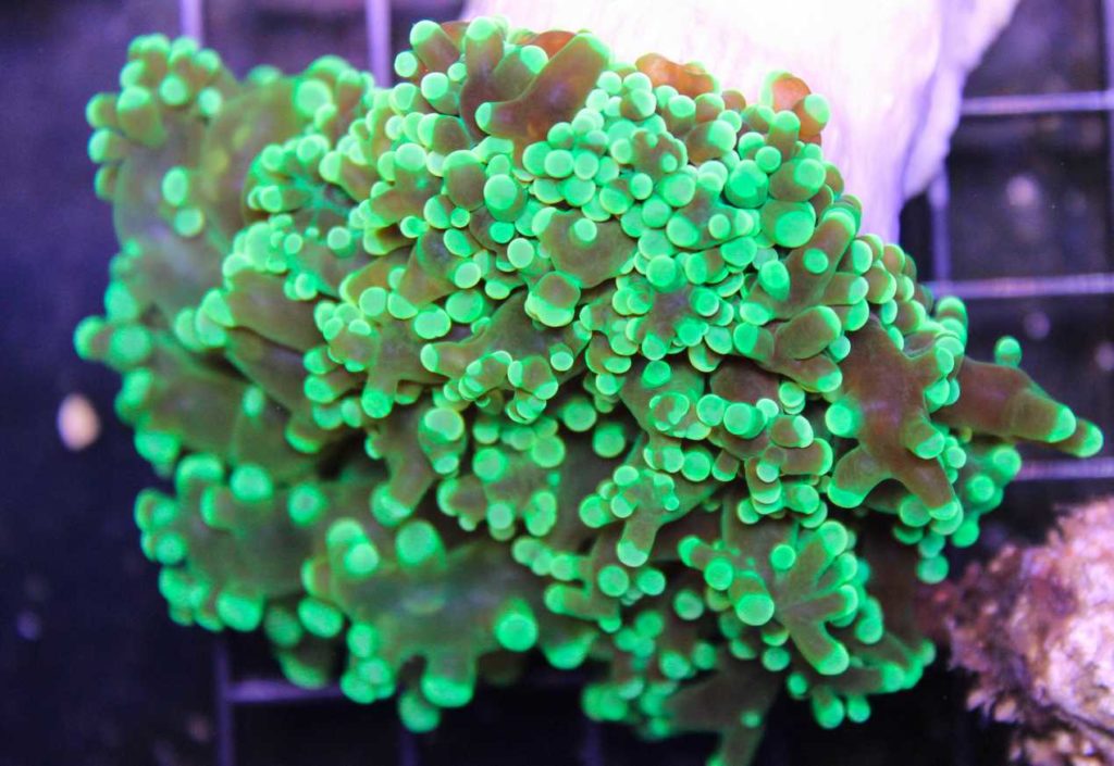 Frag Box Corals
