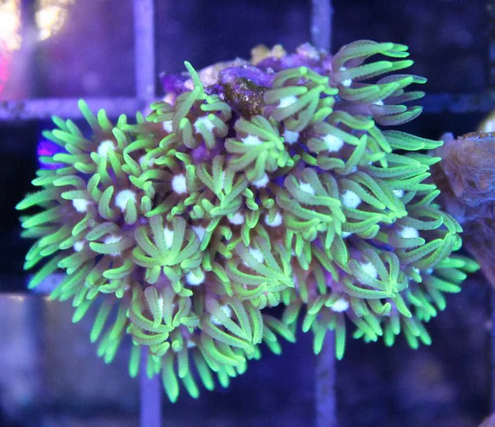 Frag Box Corals
