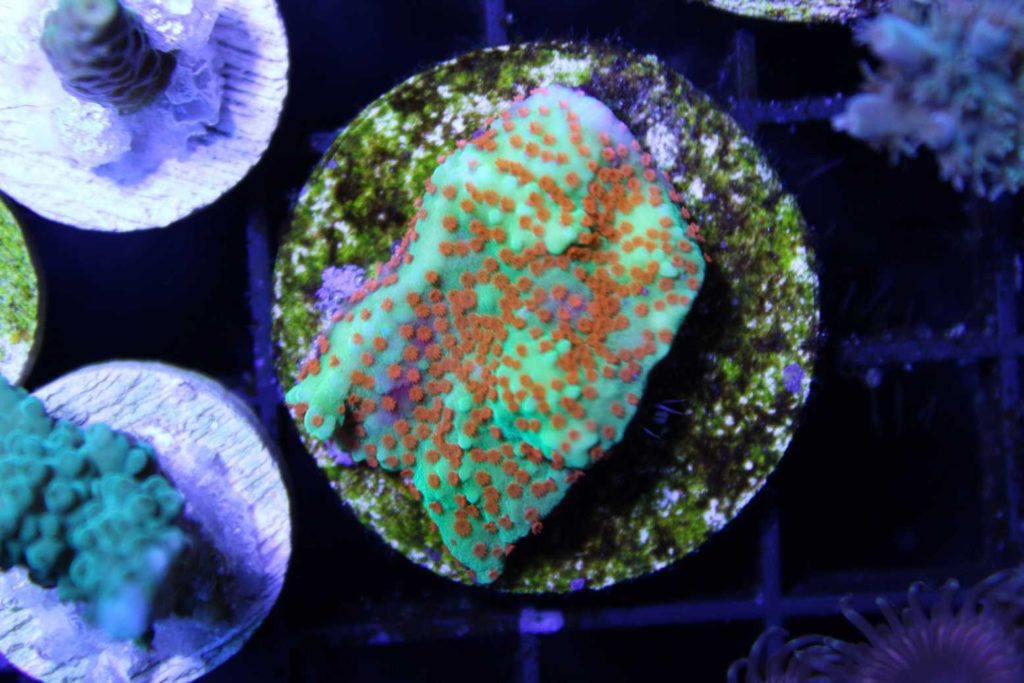 Frag Box Corals