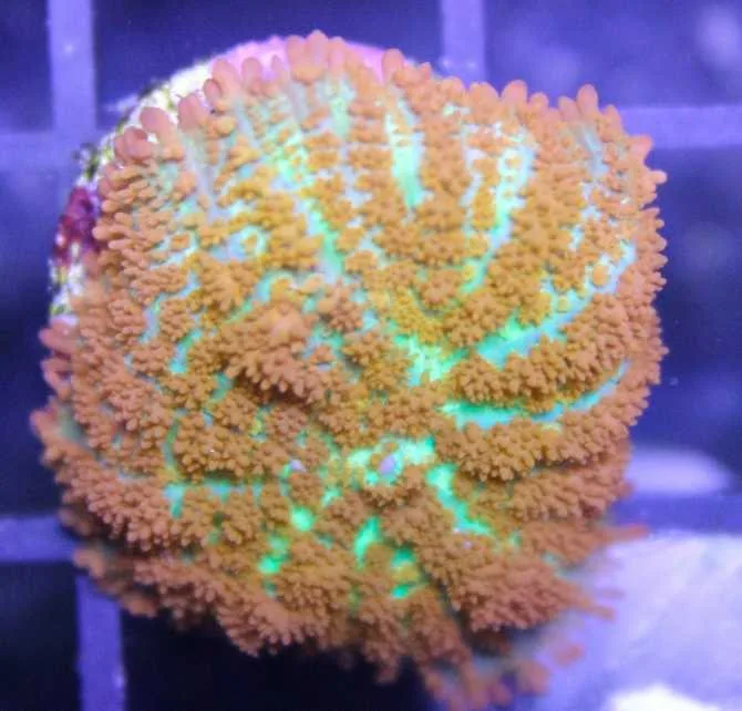 Frag Box Corals