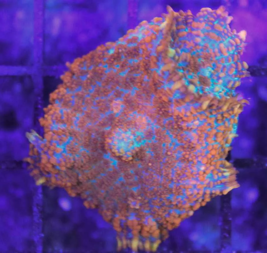 Frag Box Corals