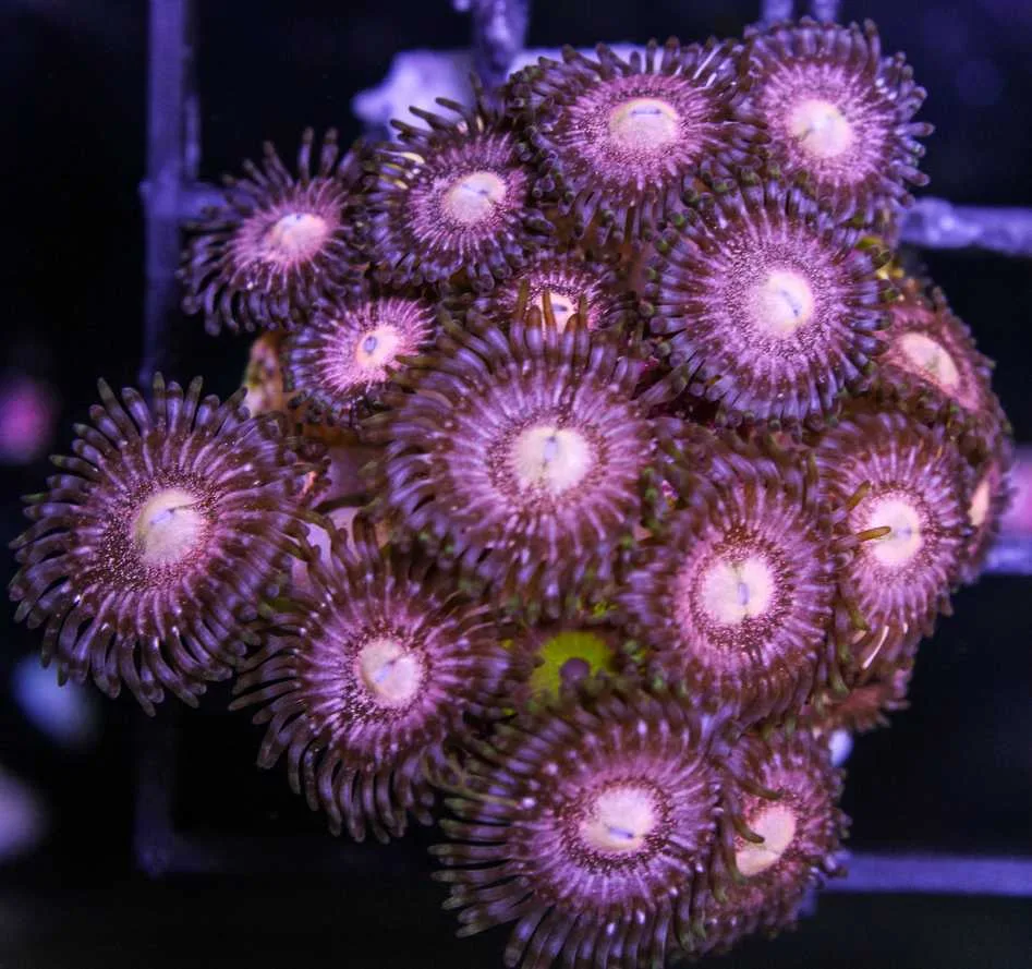 Frag Box Corals