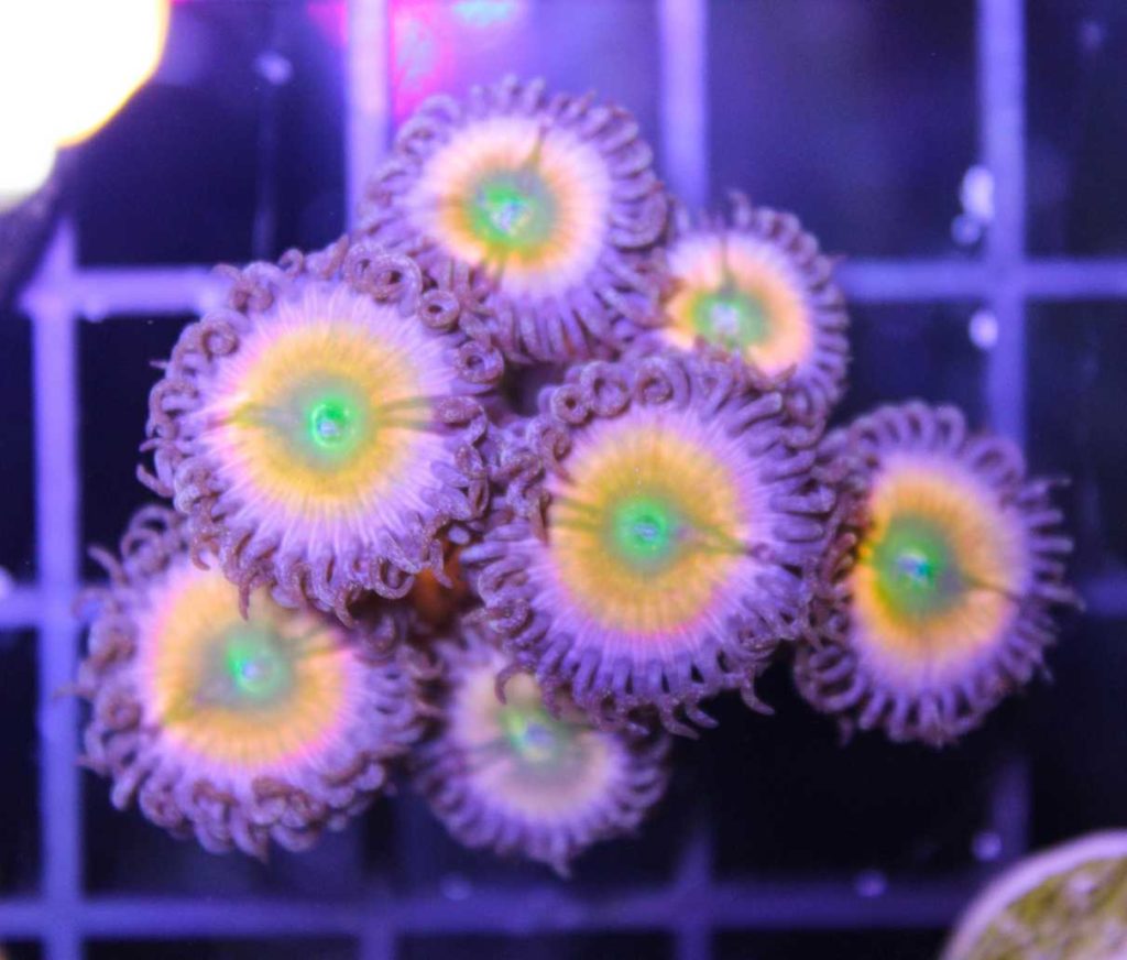 Frag Box Corals