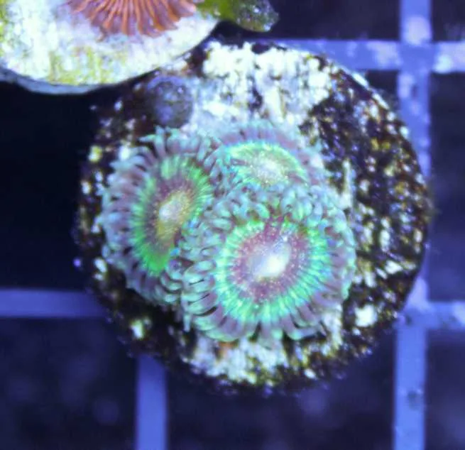 Frag Box Corals