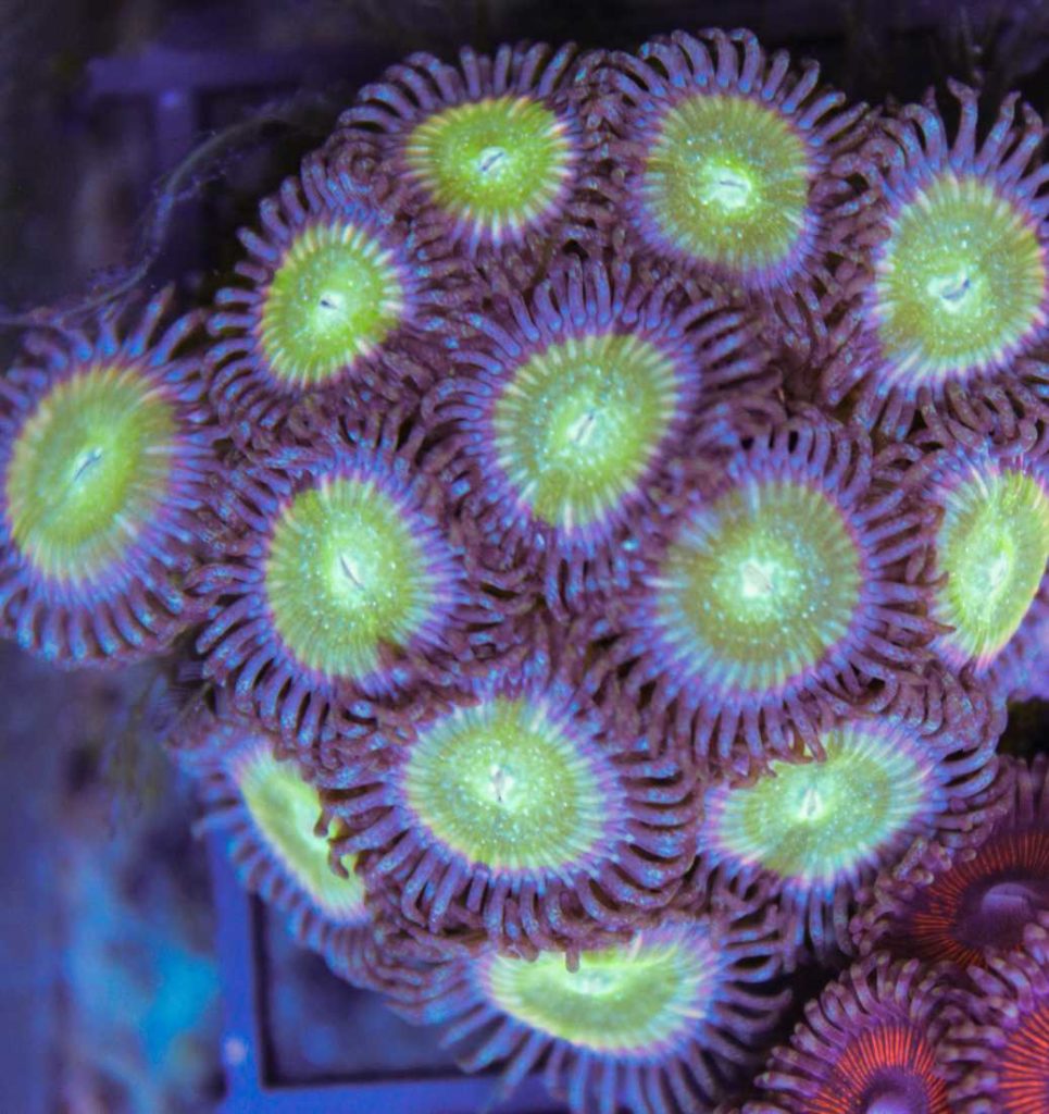 Frag Box Corals