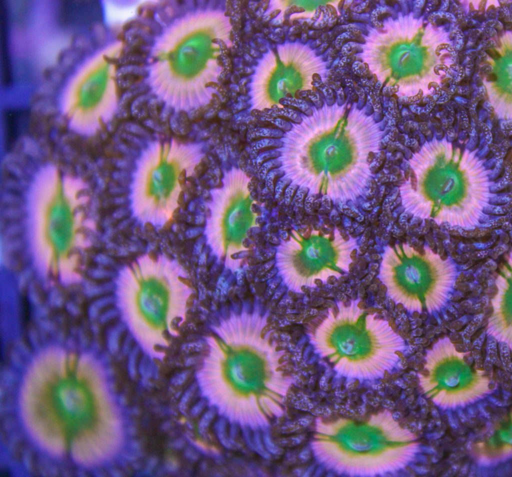Frag Box Corals