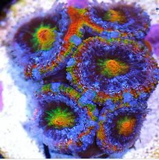 Frag Box Corals