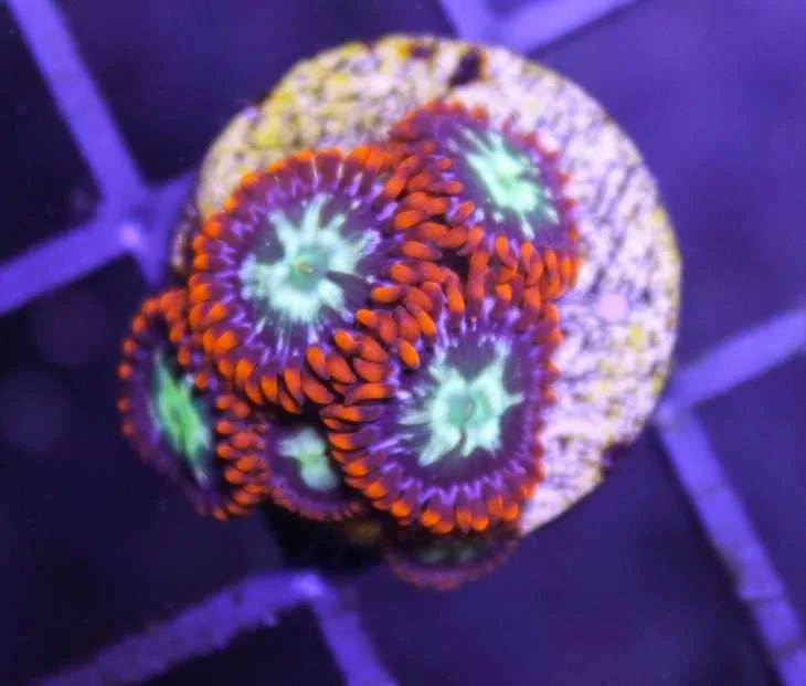 Frag Box Corals