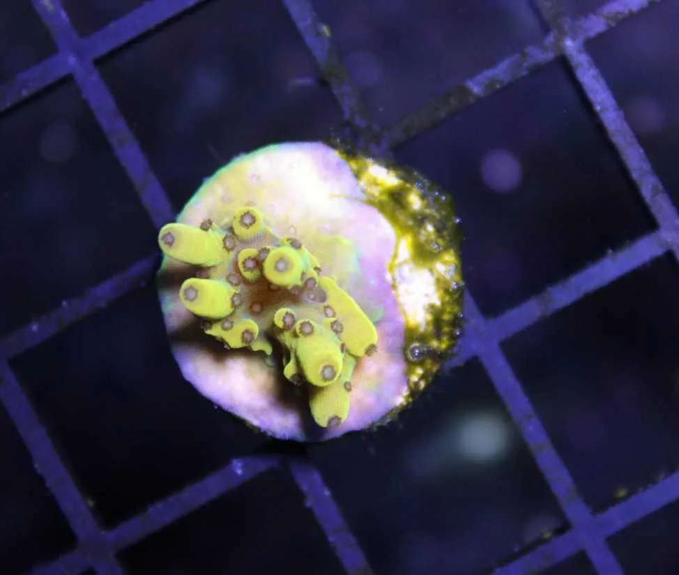 Frag Box Corals