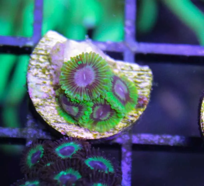 Frag Box Corals