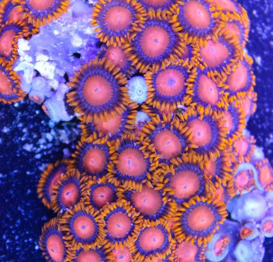 Frag Box Corals