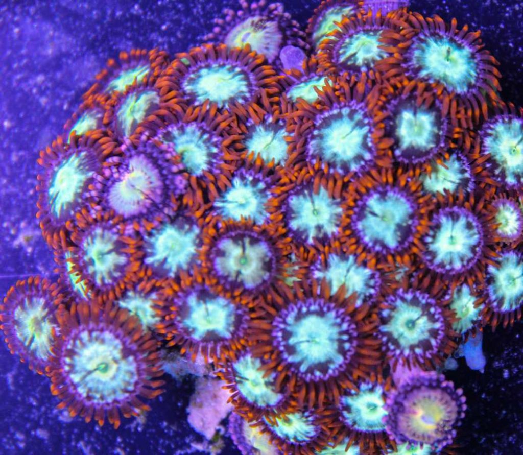 Frag Box Corals