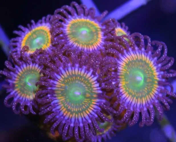 Frag Box Corals