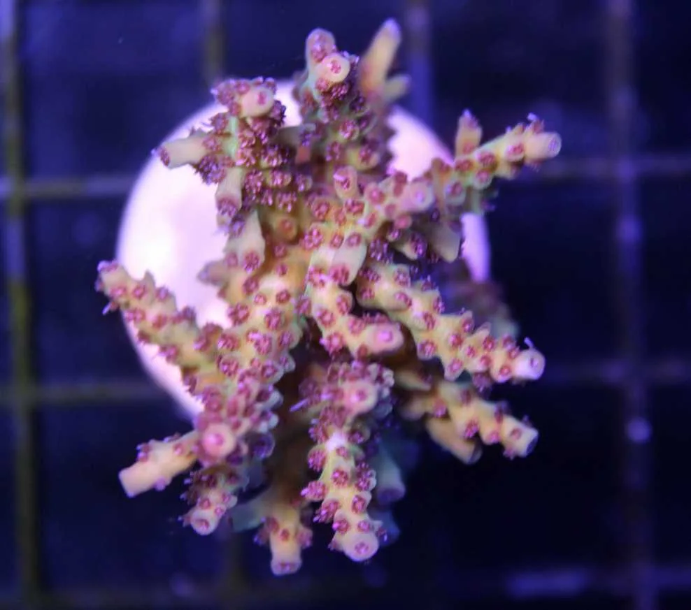 Frag Box Corals