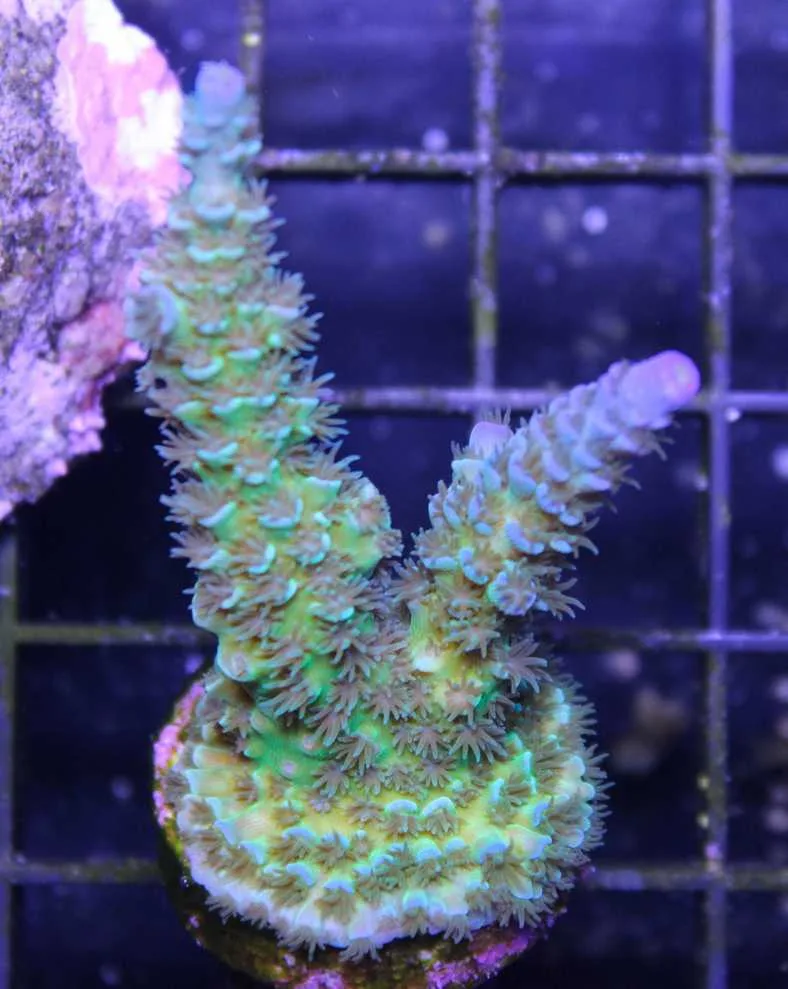 Frag Box Corals