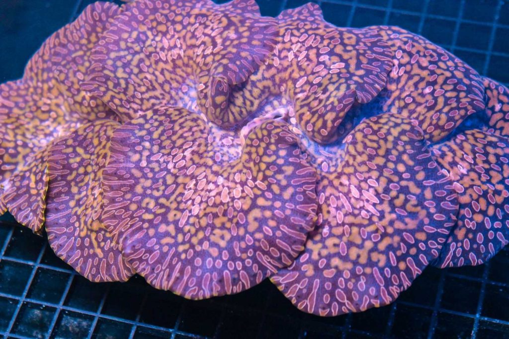 Frag Box Corals