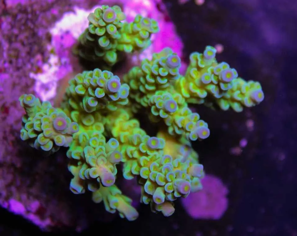 Frag Box Corals
