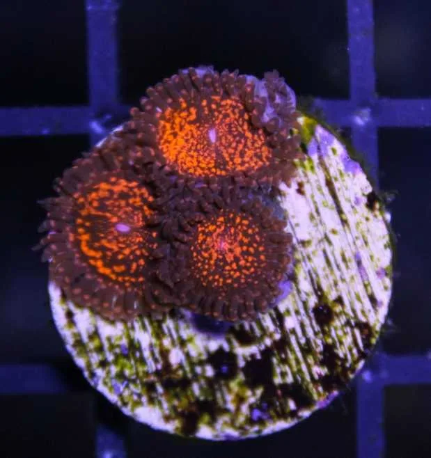 Frag Box Corals
