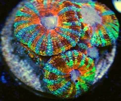Frag Box Corals