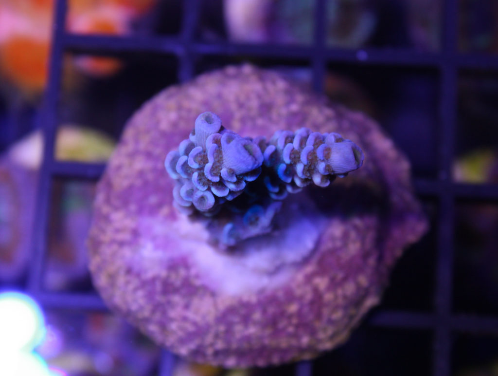 Frag Box Corals
