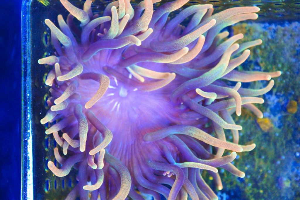 Frag Box Corals
