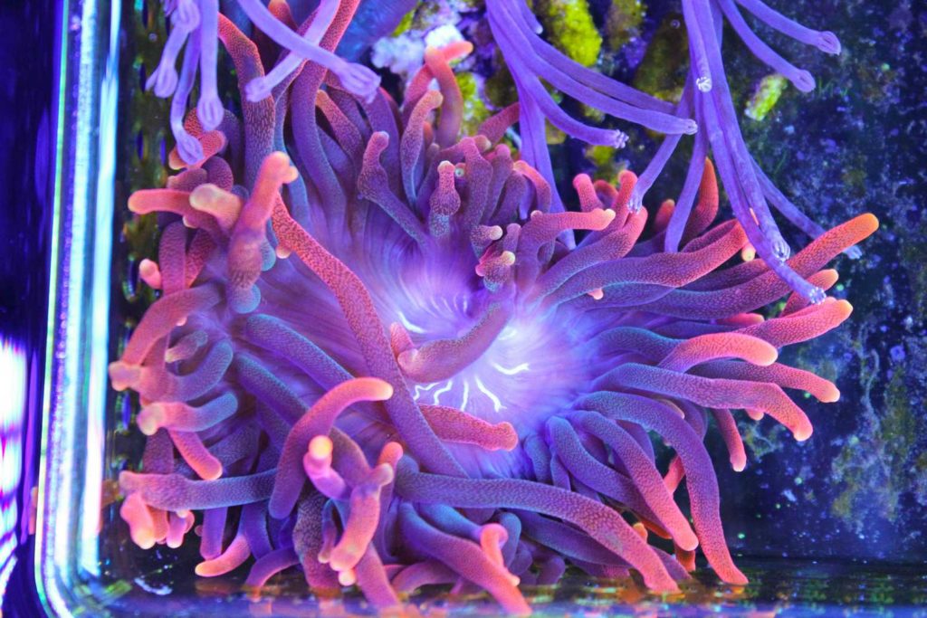 Frag Box Corals