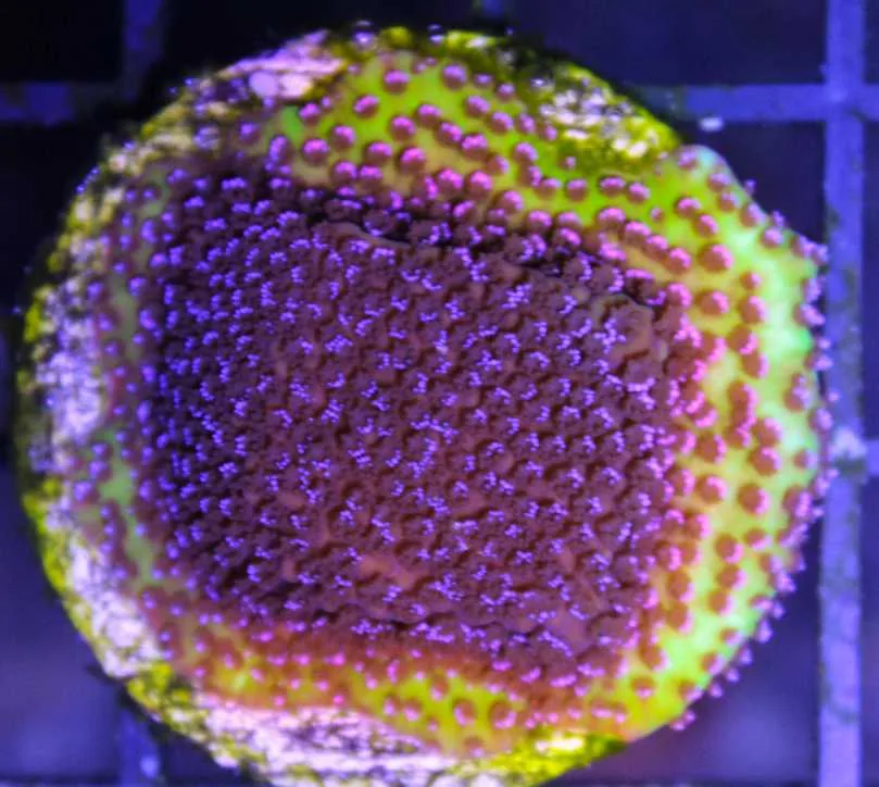 Frag Box Corals