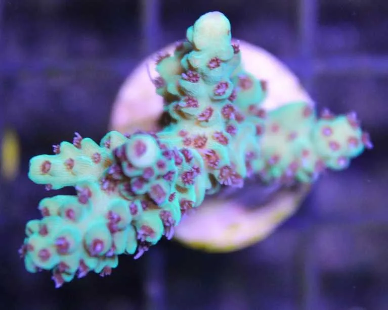 Frag Box Corals