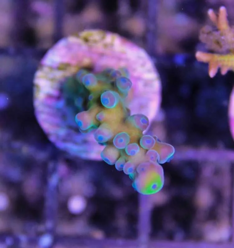 Frag Box Corals