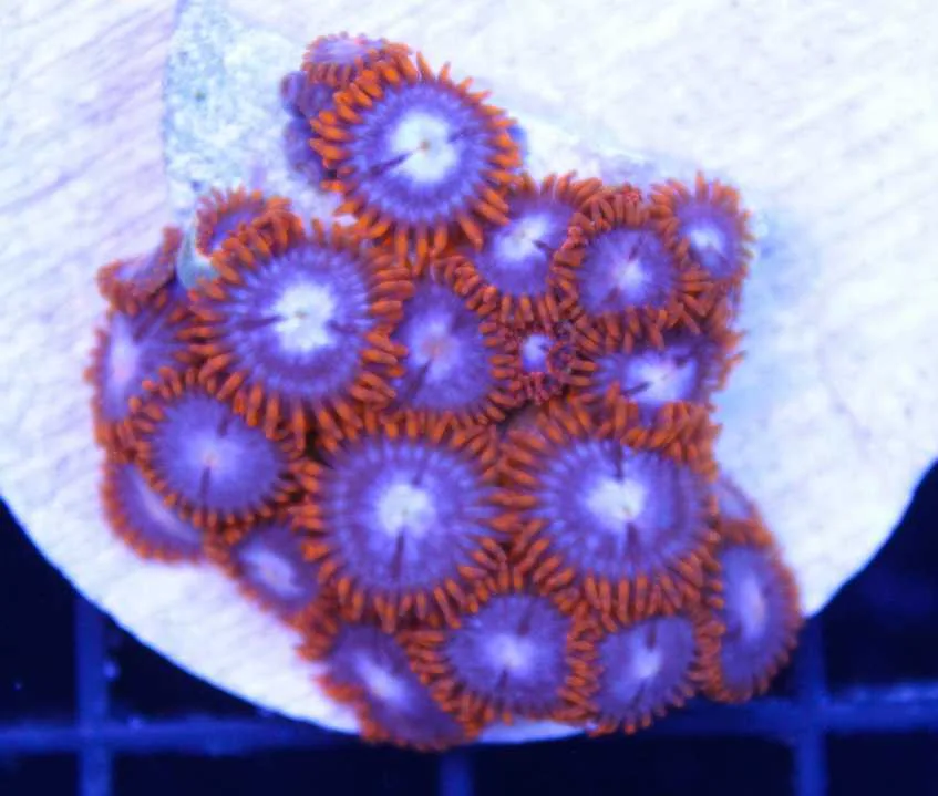 Frag Box Corals