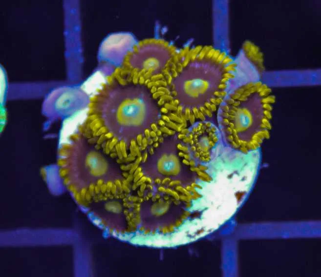 Frag Box Corals
