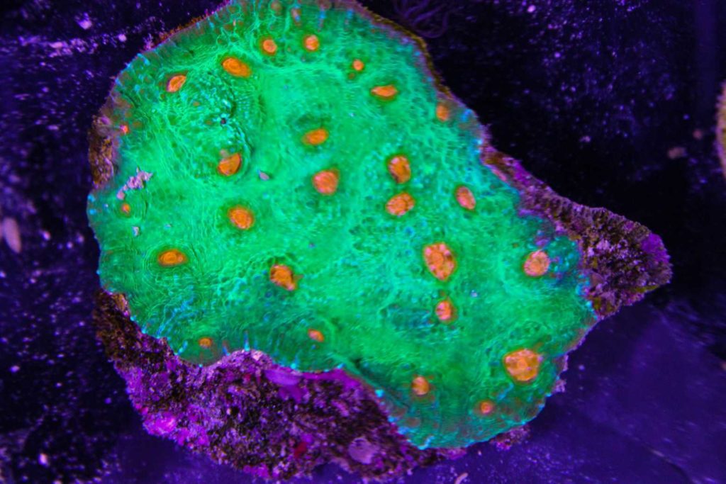 Frag Box Corals