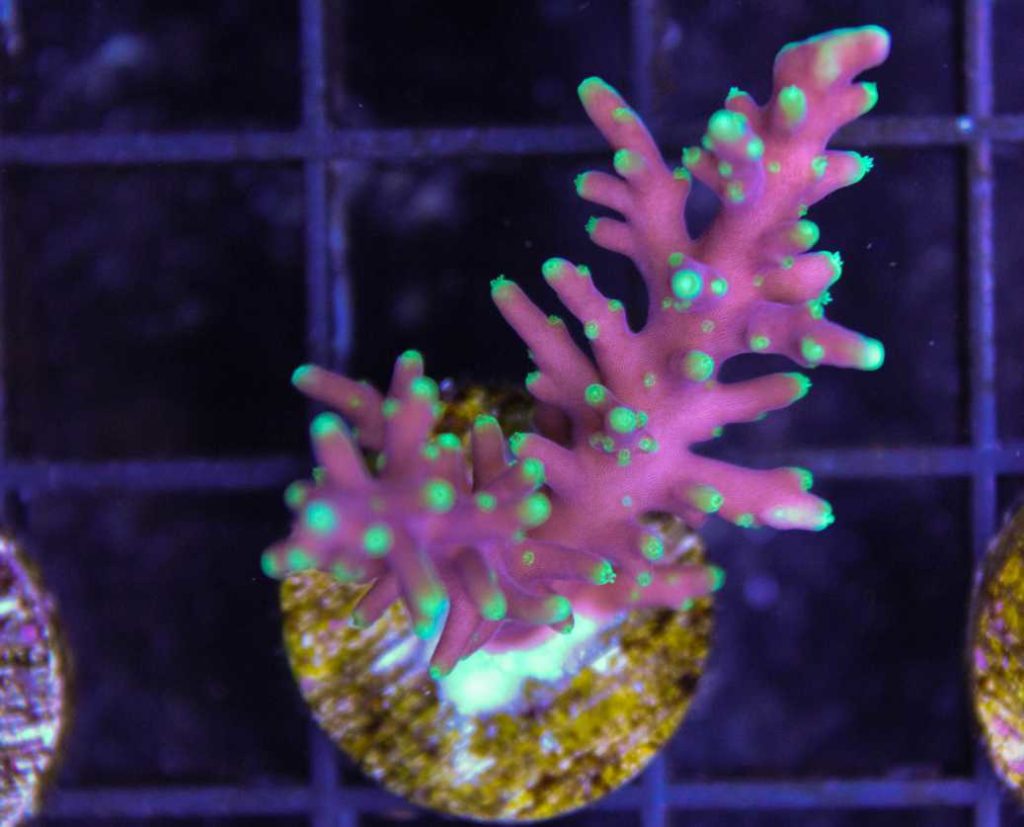 Frag Box Corals