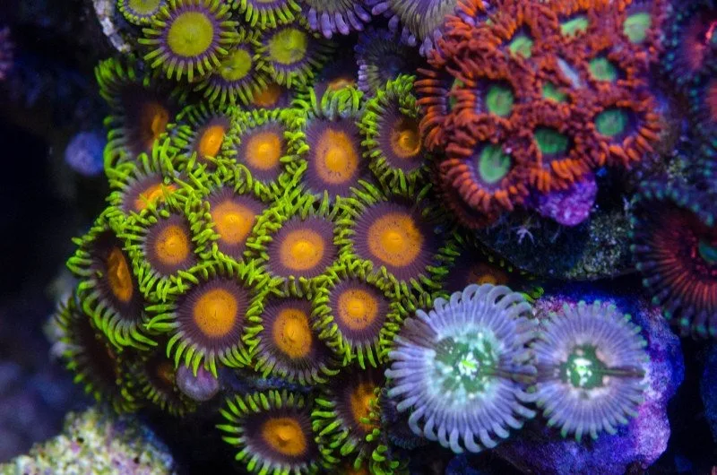 Frag Box Corals