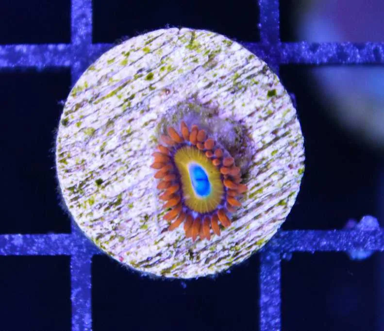Frag Box Corals