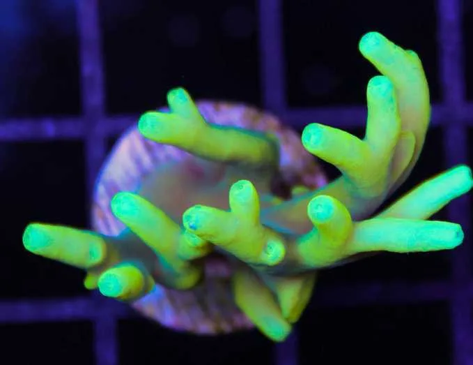 Frag Box Corals