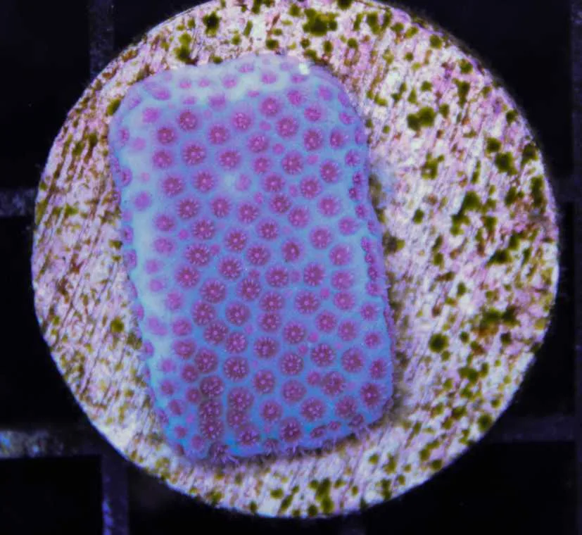 Frag Box Corals