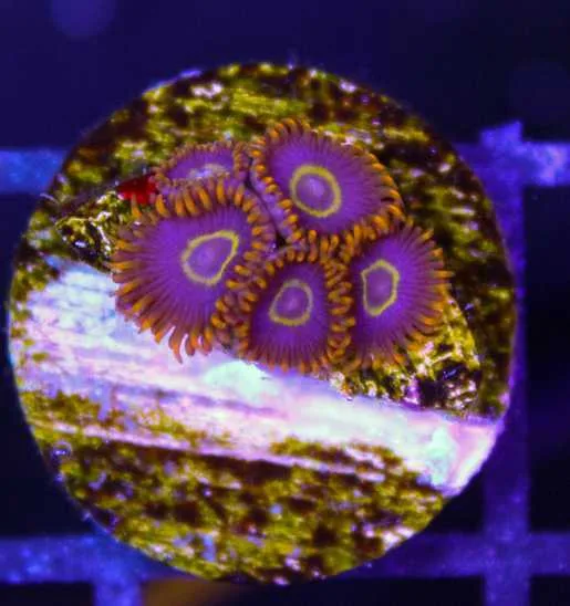 Frag Box Corals