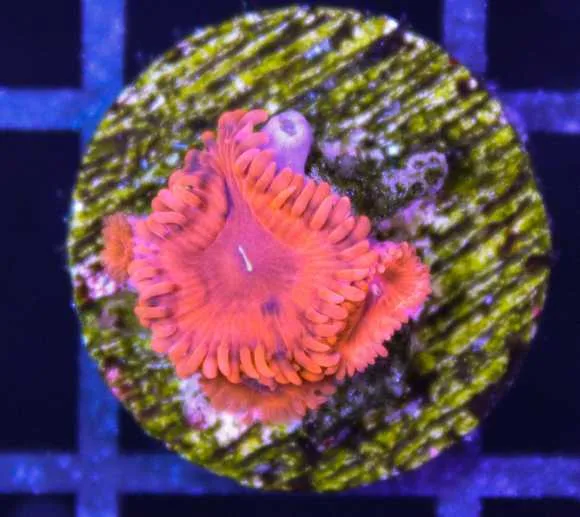 Frag Box Corals