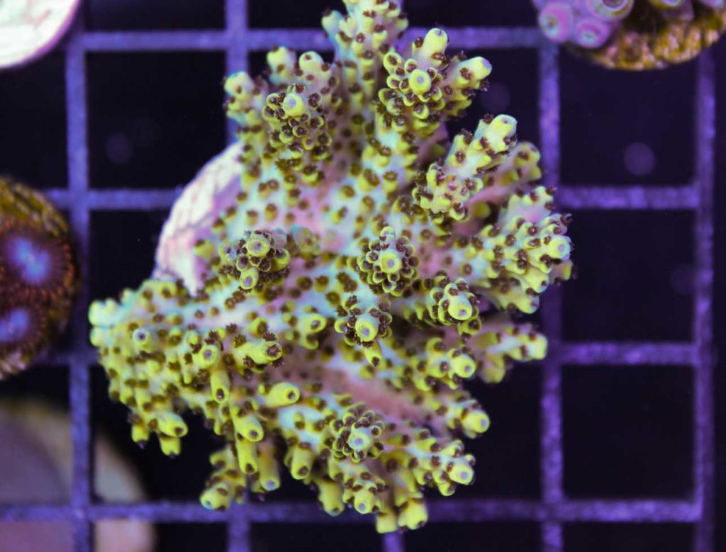 Frag Box Corals